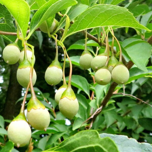 Styrax japonicus Ffrwyth