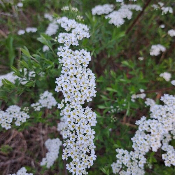 Spiraea x arguta Цветок