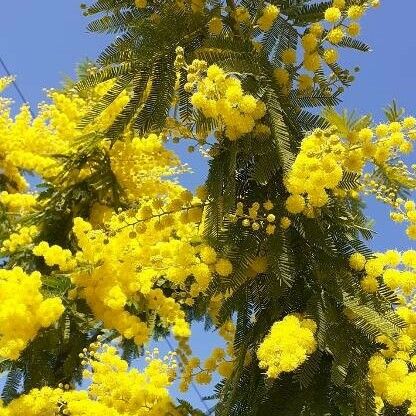 Acacia dealbata Plante entière