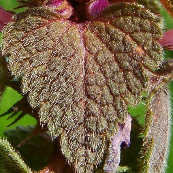 Lamium purpureum Feuille