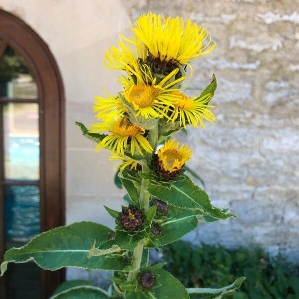 Inula helenium 花