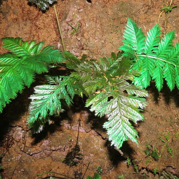 Trichomanes elegans Blad