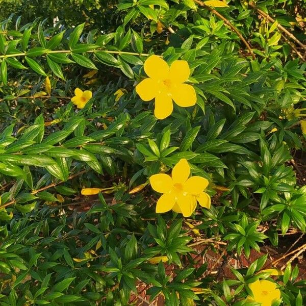 Allamanda cathartica Vivejo