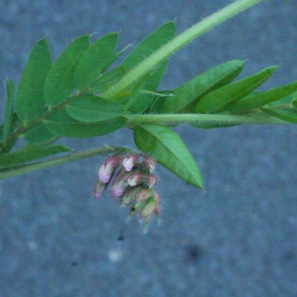 Vicia orobus Други