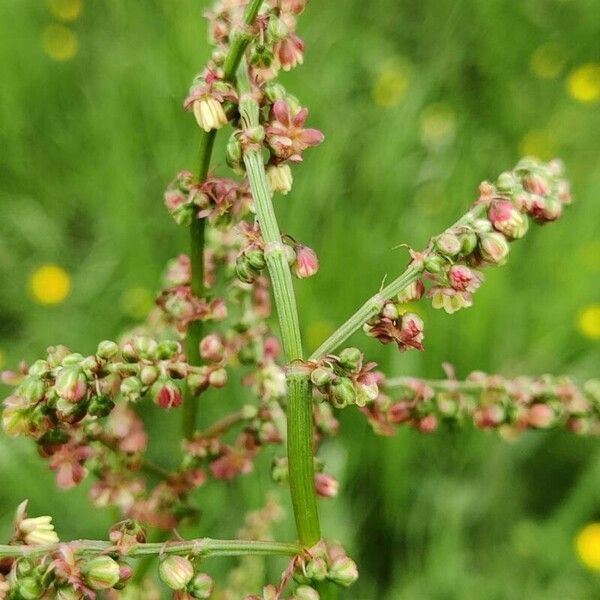 Rumex thyrsoides Floare