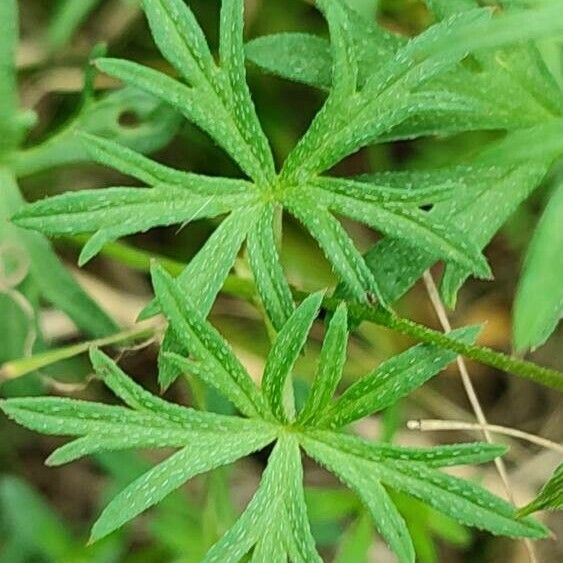 Geranium columbinum Blad