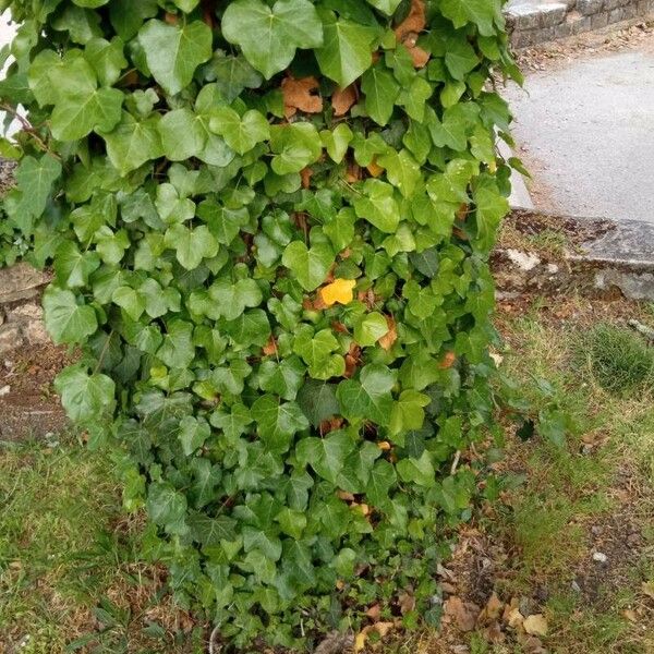 Hedera hibernica Fuelha