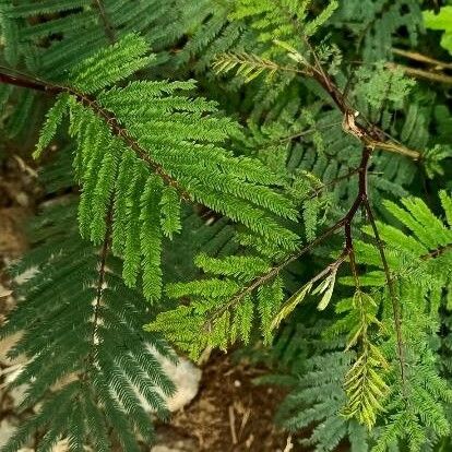 Albizia carbonaria Yaprak