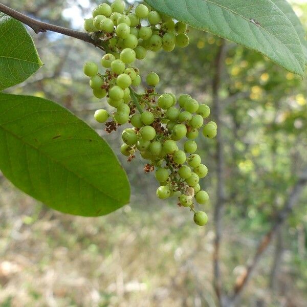Searsia longipes Fruit