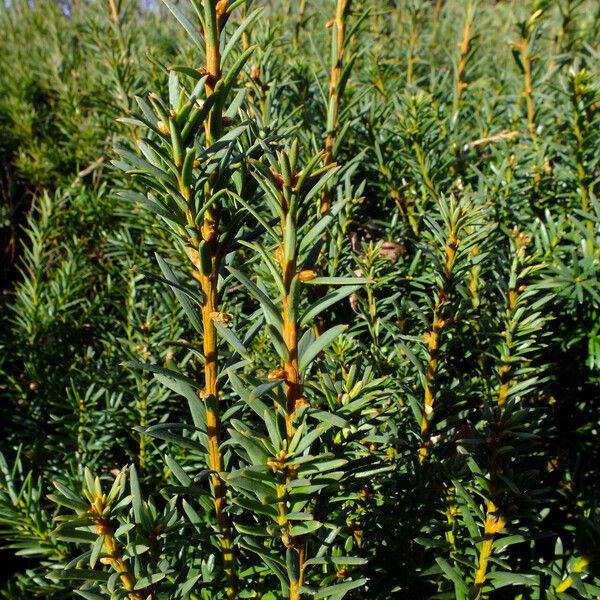 Taxus cuspidata Blatt