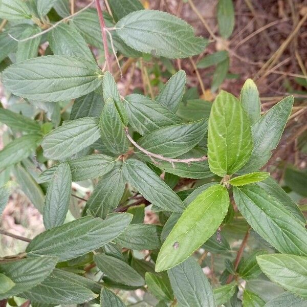 Ceanothus americanus Lehti