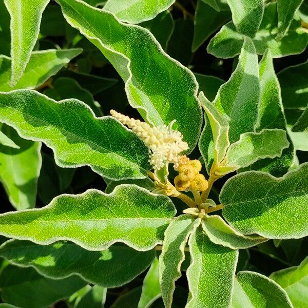 Croton flavens Flower