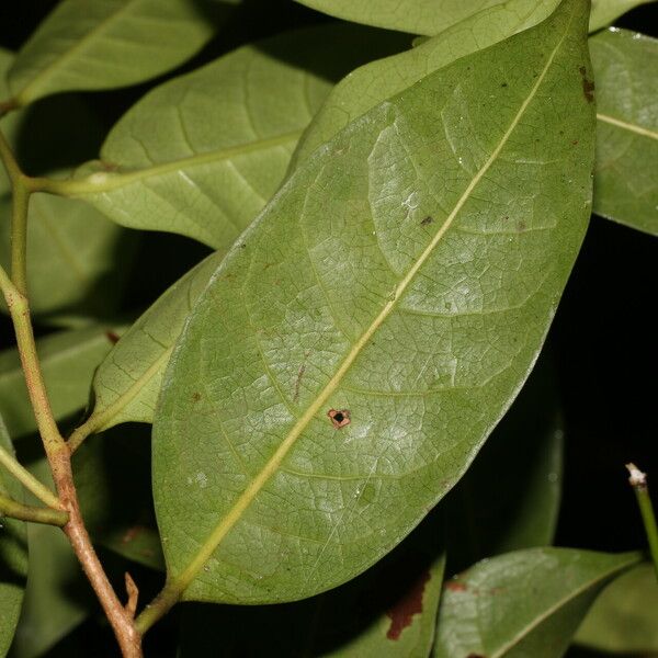 Sarcaulus brasiliensis Leaf