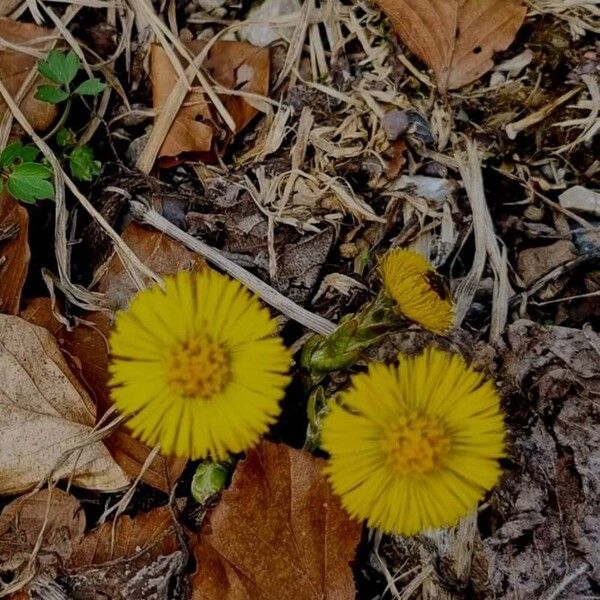 Tussilago farfara Bloem