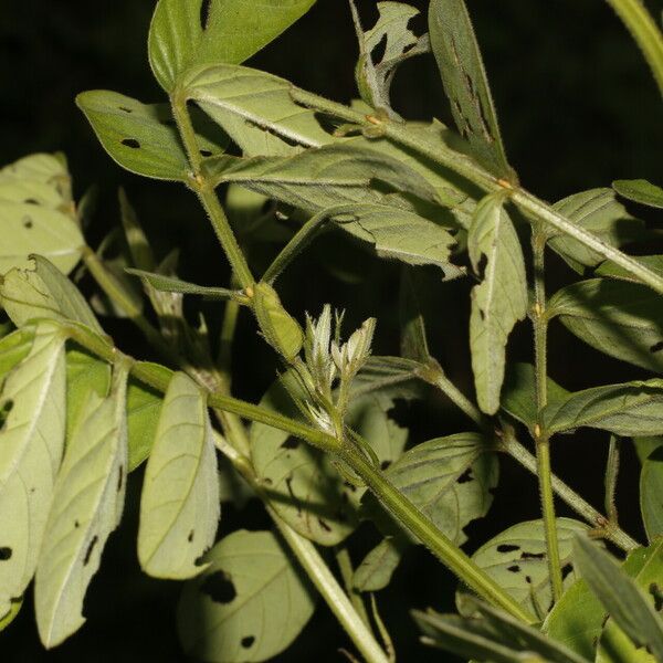 Senna obtusifolia Blad