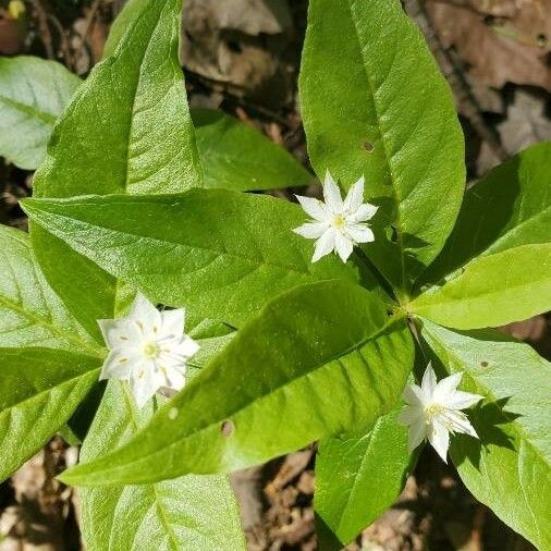 Lysimachia borealis Květ