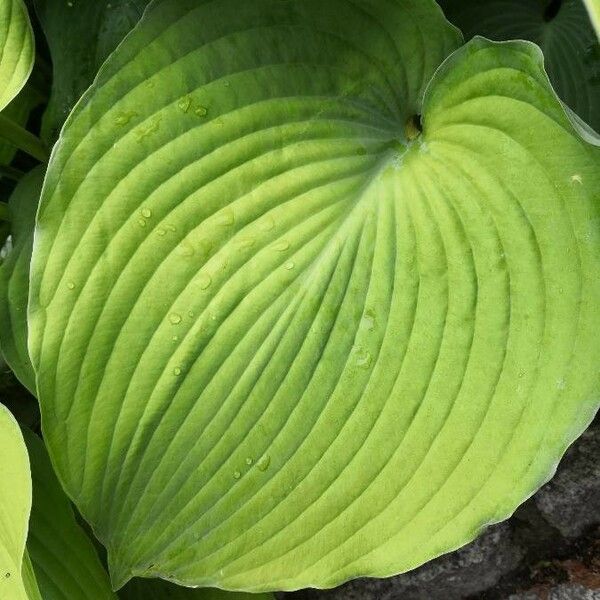 Hosta plantaginea Lapas