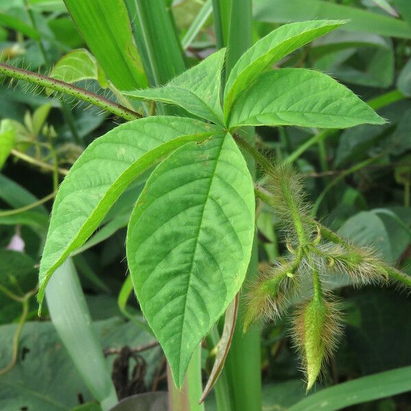 Merremia aegyptia Leaf