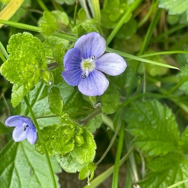 Veronica filiformis Folla