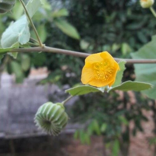 Abutilon indicum Квітка