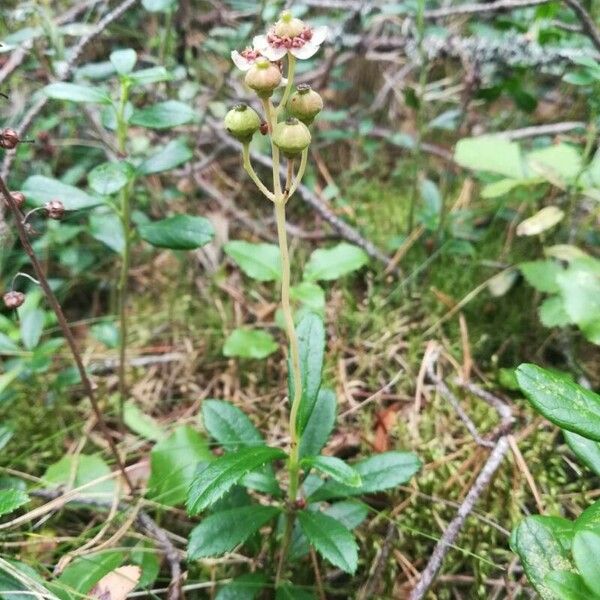 Chimaphila umbellata 整株植物