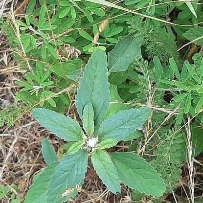 Croton glandulosus Kvet