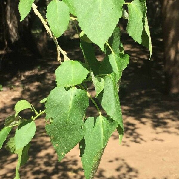 Croton megalobotrys Buveinė