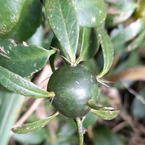 Pereskia aculeata 果実