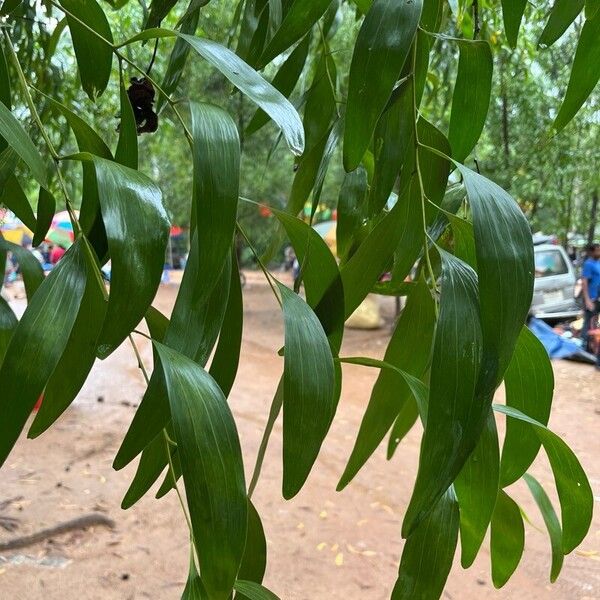 Acacia auriculiformis 葉