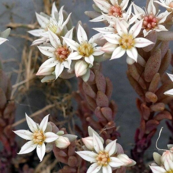 Sedum hispanicum Flower