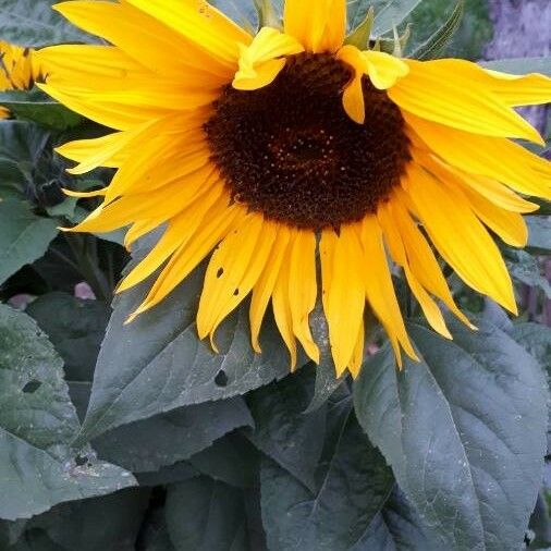 Helianthus annuus Flower