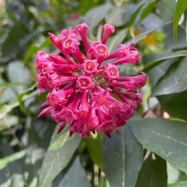 Cestrum elegans Bloem