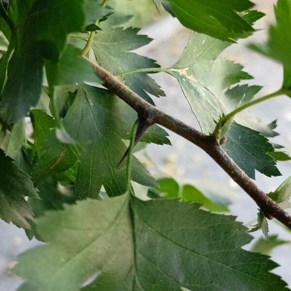 Crataegus laevigata Bark