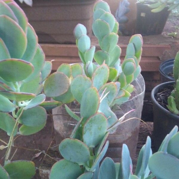 Kalanchoe marnieriana برگ