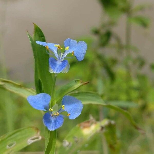 Commelina diffusa പുഷ്പം