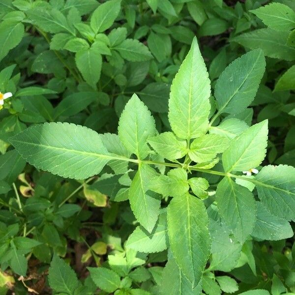 Bidens pilosa Leaf