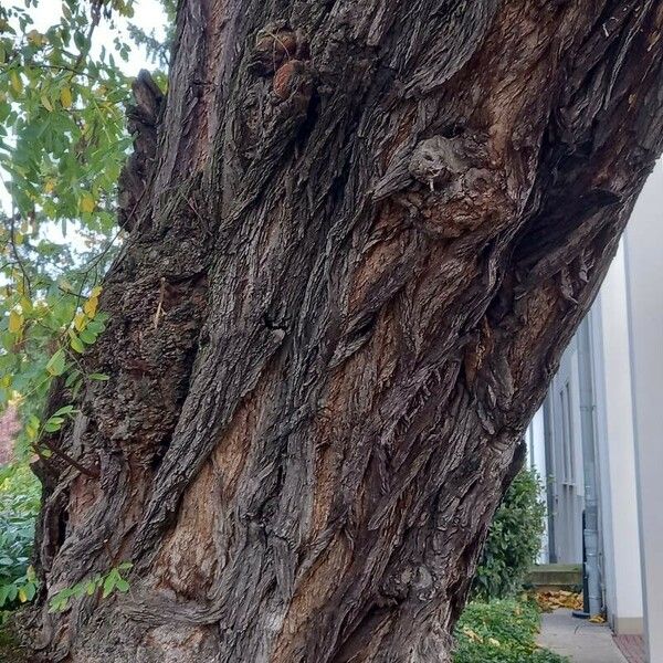 Robinia pseudoacacia Bark