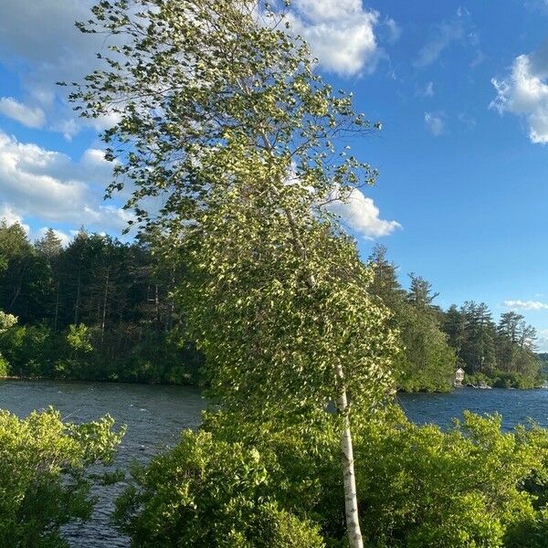 Betula pubescens Кора