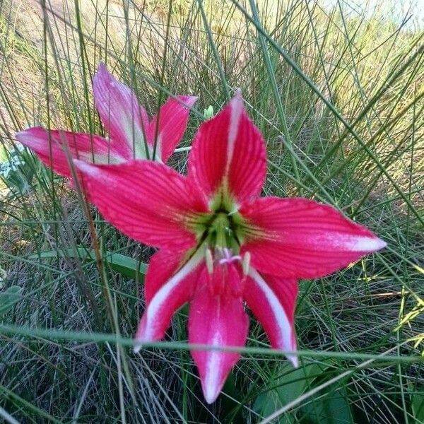 Hippeastrum correiense फूल