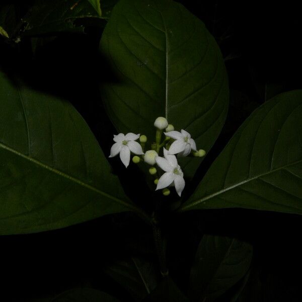 Psychotria microdon Квітка