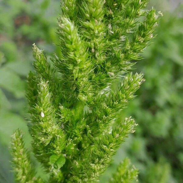 Amaranthus retroflexus ফুল