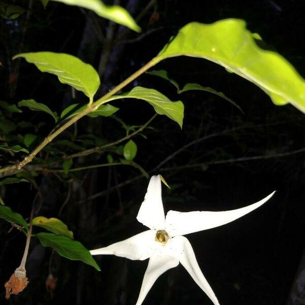 Jasminum officinale Flower