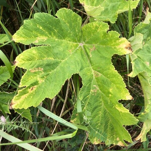 Heracleum maximum Leaf