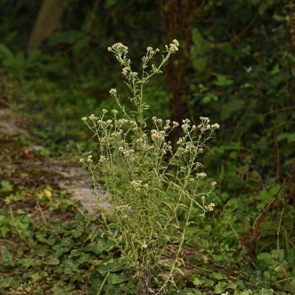 Pseudognaphalium undulatum Flower