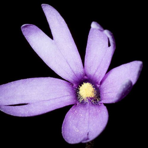 Pinguicula planifolia Floro