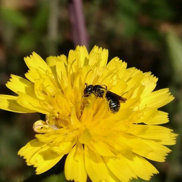 Picris hieracioides Кветка