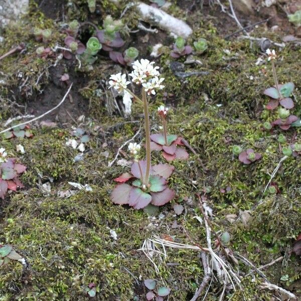 Micranthes virginiensis 整株植物