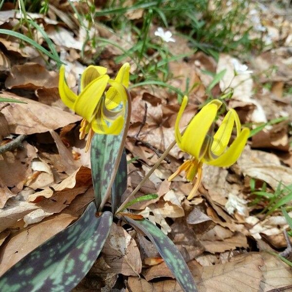 Erythronium americanum Kvet