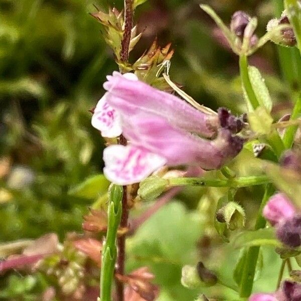 Scutellaria minor ফুল