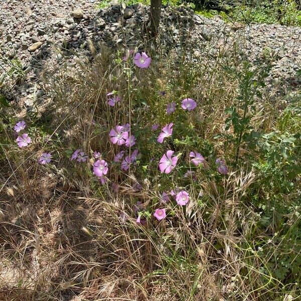 Malva punctata ᱵᱟᱦᱟ